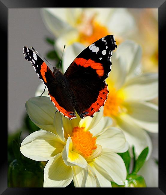  Red Admiral Butterfly on Flower Framed Print by Rosie Spooner