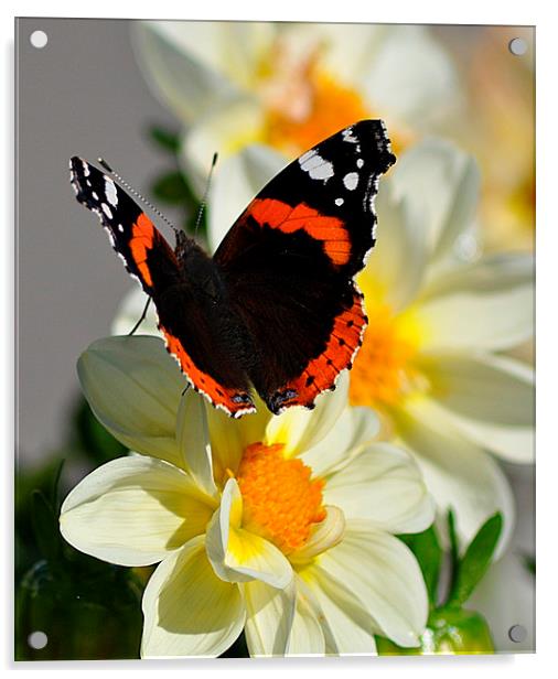  Red Admiral Butterfly on Flower Acrylic by Rosie Spooner