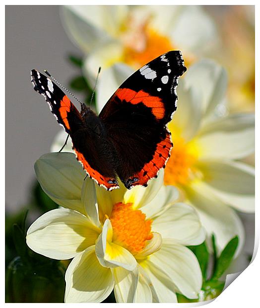  Red Admiral Butterfly on Flower Print by Rosie Spooner