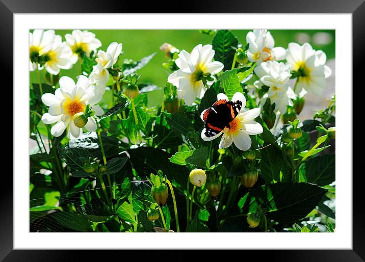  Red Admiral Butterfly on Flowers in the sunshine Framed Mounted Print by Rosie Spooner
