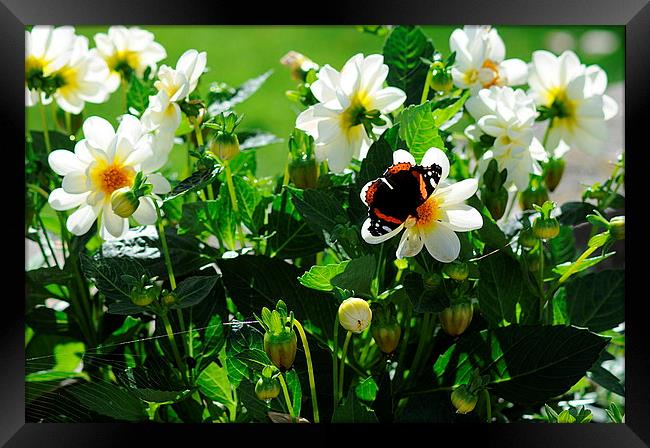  Red Admiral Butterfly on Flowers in the sunshine Framed Print by Rosie Spooner