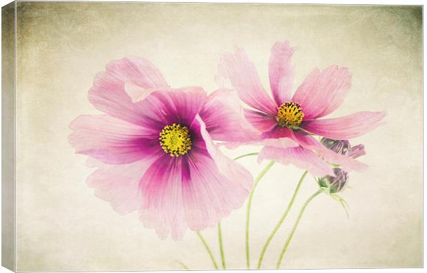 Pretty Pink flowers Canvas Print by Libby Hall