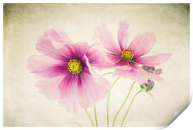 Pretty Pink flowers Print by Libby Hall