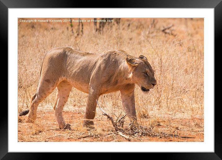Sub-Adult African Lion Framed Mounted Print by Howard Kennedy