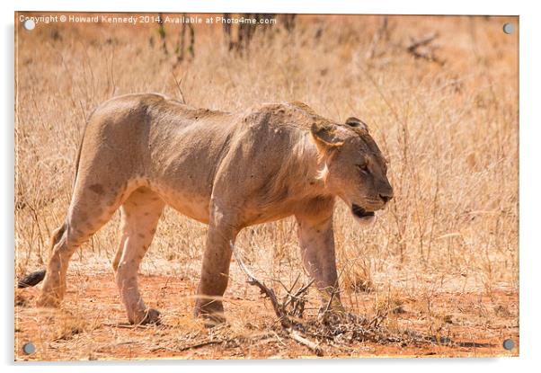 Sub-Adult African Lion Acrylic by Howard Kennedy