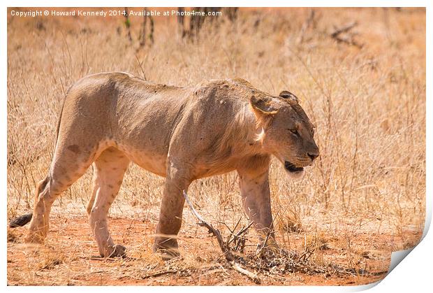 Sub-Adult African Lion Print by Howard Kennedy
