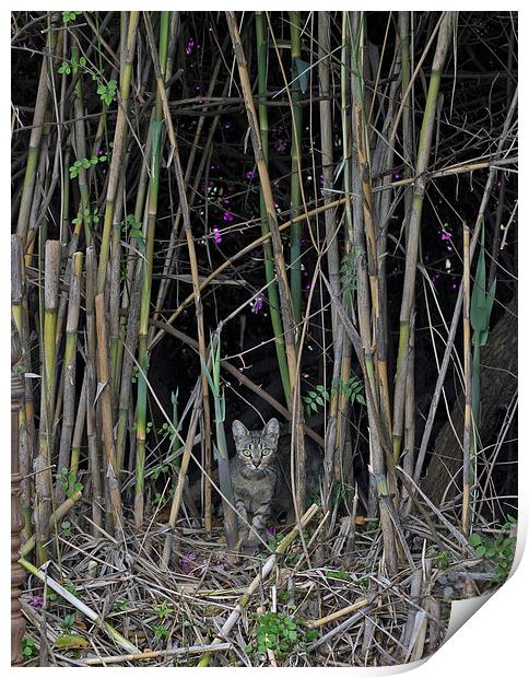 Feral Cat Print by Victor Burnside