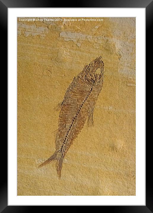 Fish Fossil Framed Mounted Print by Chris Thaxter
