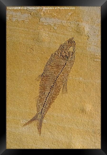 Fish Fossil Framed Print by Chris Thaxter
