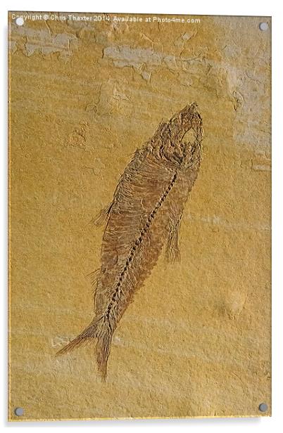 Fish Fossil Acrylic by Chris Thaxter