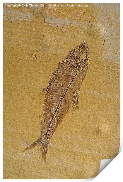 Fish Fossil Print by Chris Thaxter
