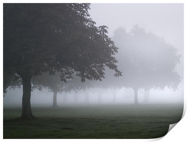Trees in the mist Print by Stephen Mole