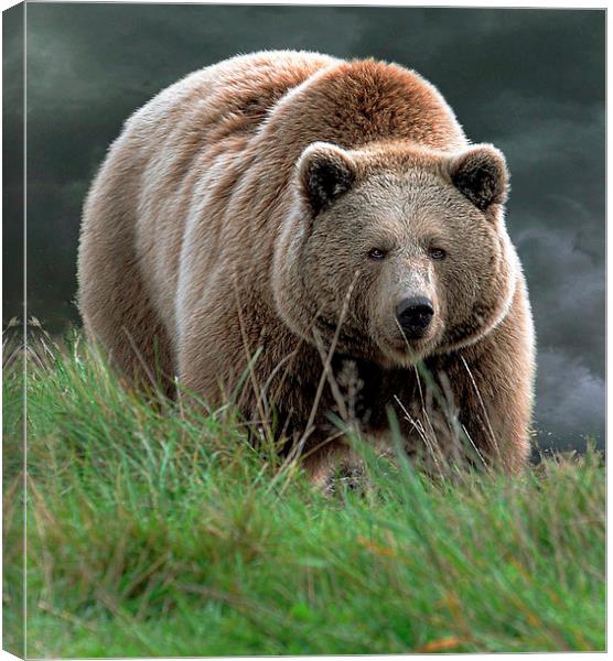  Bear with me Canvas Print by Alan Mattison