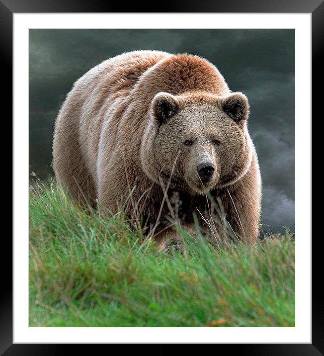  Bear with me Framed Mounted Print by Alan Mattison