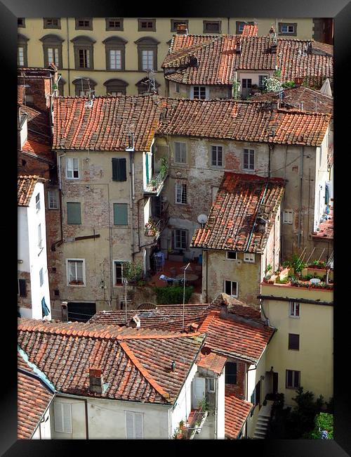  Lucca Roof Tiles Framed Print by Andrew Wright
