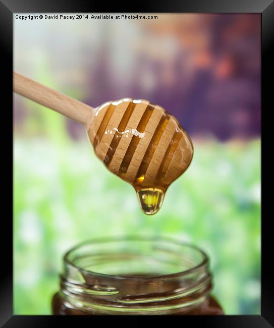  Honey Framed Print by David Pacey