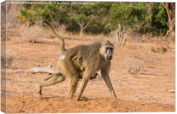 Yellow Baboon Mother Canvas Print by Howard Kennedy