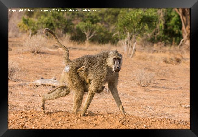 Yellow Baboon Mother Framed Print by Howard Kennedy