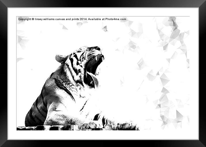  High Key Tiger Yawn Framed Mounted Print by Linsey Williams