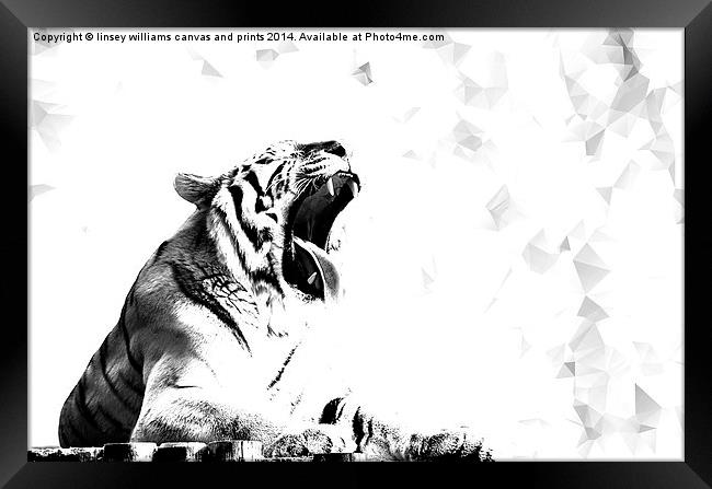  High Key Tiger Yawn Framed Print by Linsey Williams