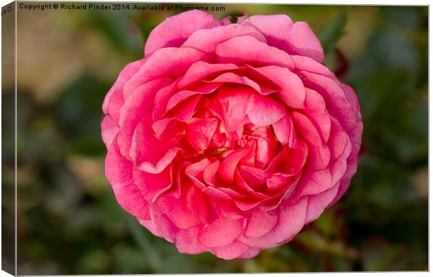  Happy Retirement Rose Canvas Print by Richard Pinder