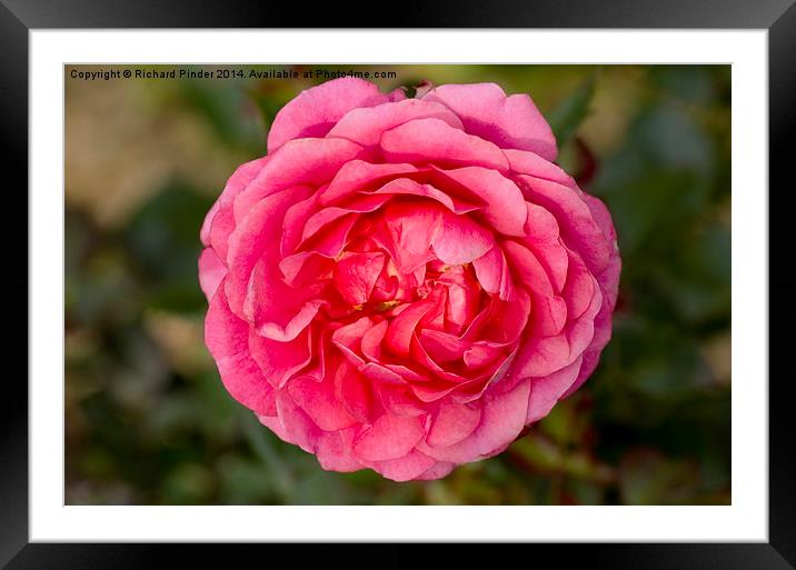  Happy Retirement Rose Framed Mounted Print by Richard Pinder