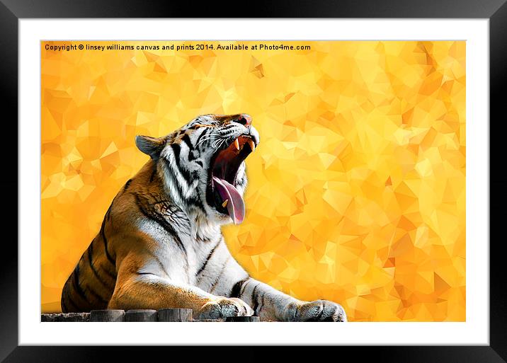  Golden Tiger Moment Framed Mounted Print by Linsey Williams