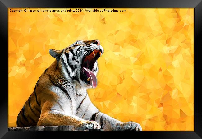  Golden Tiger Moment Framed Print by Linsey Williams
