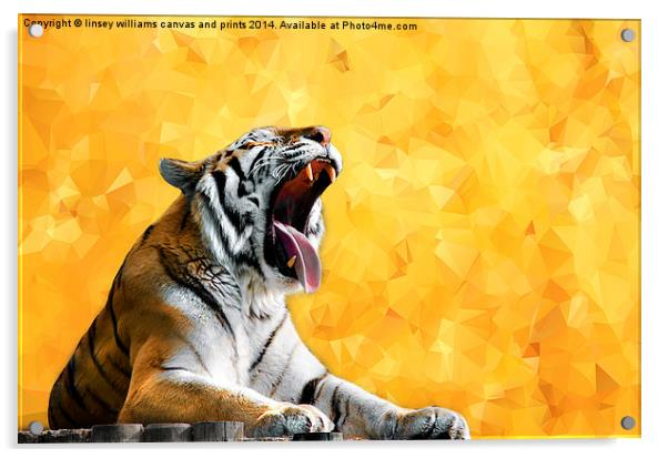  Golden Tiger Moment Acrylic by Linsey Williams