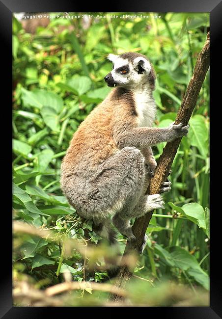  Did You Say Something ? Framed Print by Peter Farrington