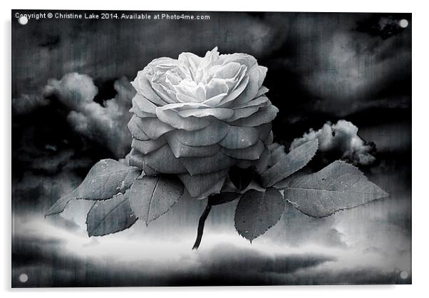 Rose Monday  Acrylic by Christine Lake