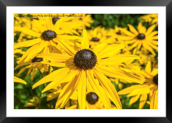 Yellow Goldsturm flowers Framed Mounted Print by Simon Philp