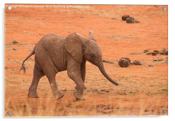 Baby Elephant Acrylic by Howard Kennedy