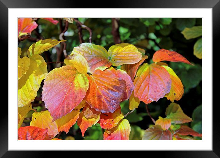  Autumn Leaves Framed Mounted Print by Tony Murtagh