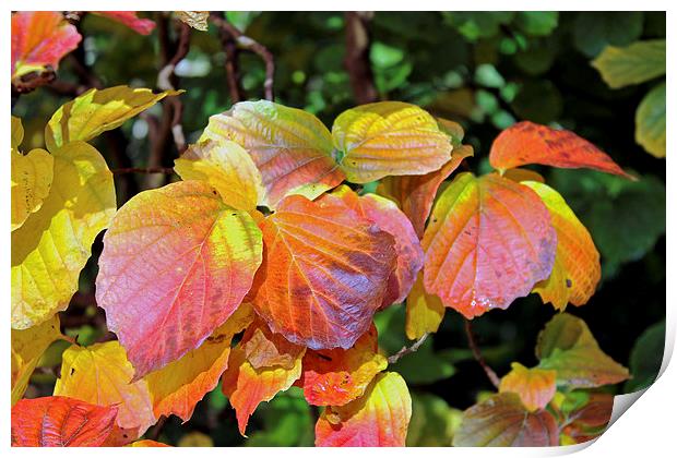  Autumn Leaves Print by Tony Murtagh