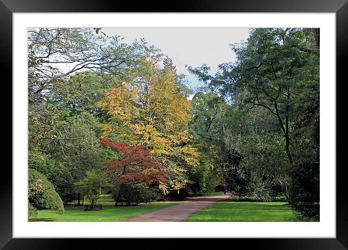 Walk in the Woods   Framed Mounted Print by Tony Murtagh