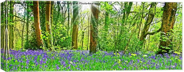  BLUEBELL WOOD Canvas Print by Anthony Kellaway