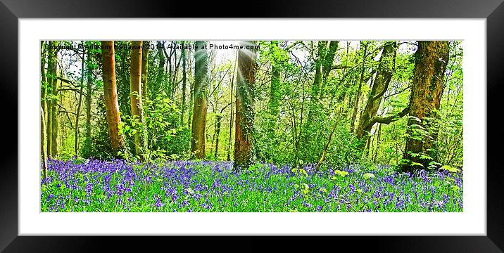  BLUEBELL WOOD Framed Mounted Print by Anthony Kellaway