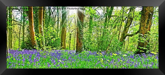  BLUEBELL WOOD Framed Print by Anthony Kellaway