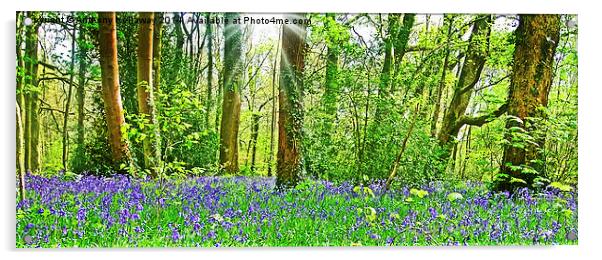  BLUEBELL WOOD Acrylic by Anthony Kellaway