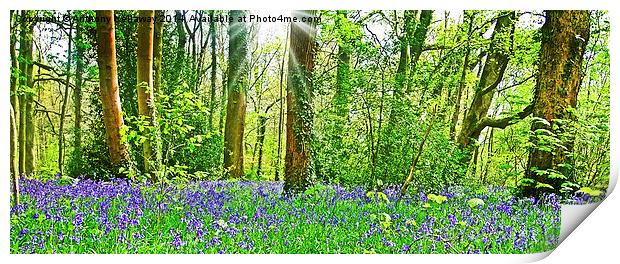  BLUEBELL WOOD Print by Anthony Kellaway