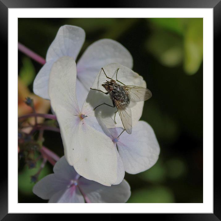 Fly on Petal Framed Mounted Print by Tony Murtagh