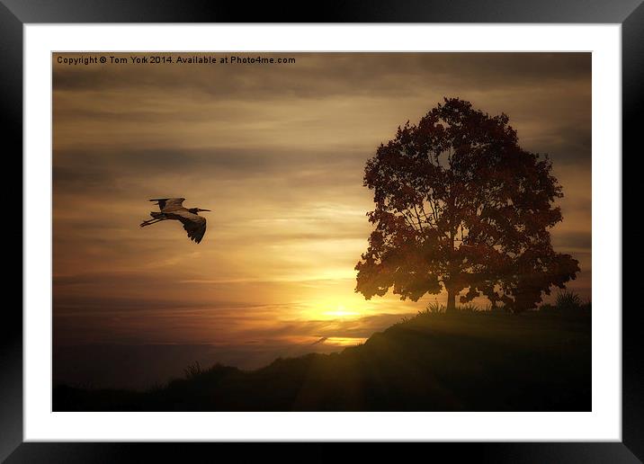 Heron At Sunset Framed Mounted Print by Tom York