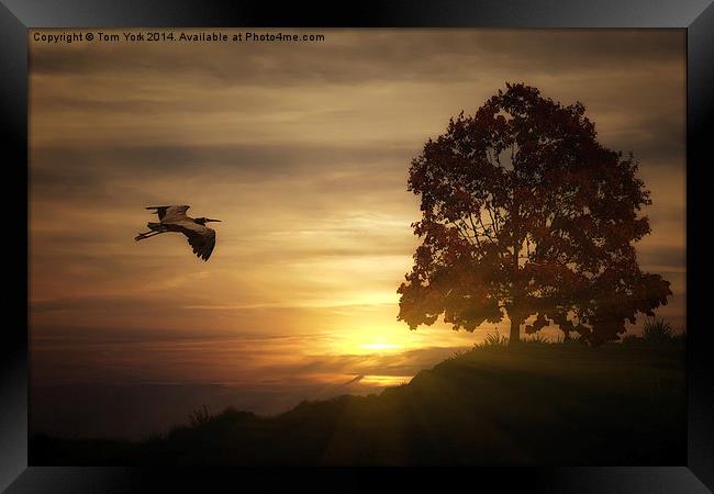 Heron At Sunset Framed Print by Tom York