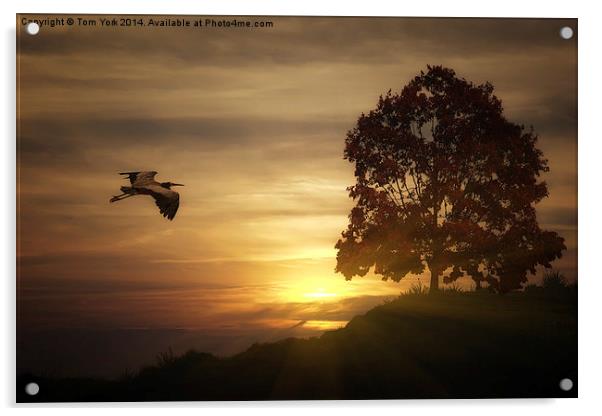 Heron At Sunset Acrylic by Tom York