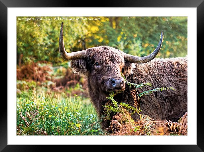  Highland Cow Framed Mounted Print by Susan Sanger