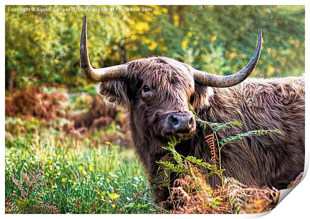  Highland Cow Print by Susan Sanger
