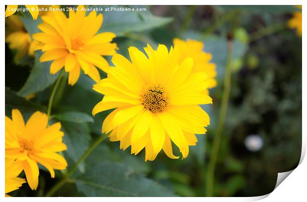Yellow Flowers Print by Juha Remes
