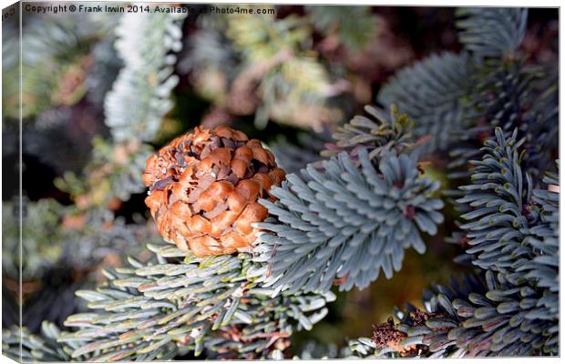  A beautiful fir cone just arriving Canvas Print by Frank Irwin
