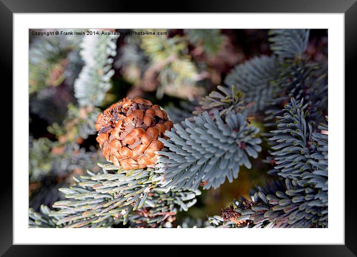  A beautiful fir cone just arriving Framed Mounted Print by Frank Irwin